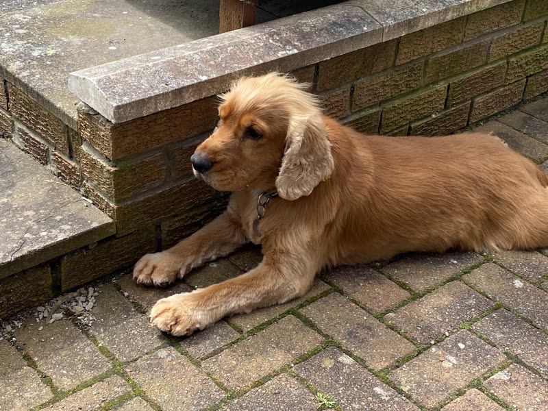 Golden cocker spaniel with freshly trimmed feathering lying on a brick patio beside a garden wall