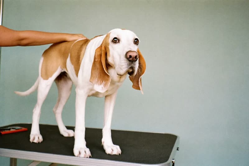 A dog standing calmly on a grooming table being handled