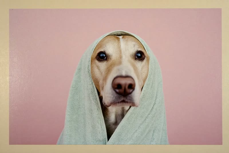 A damp dog wrapped in a towel after its bath