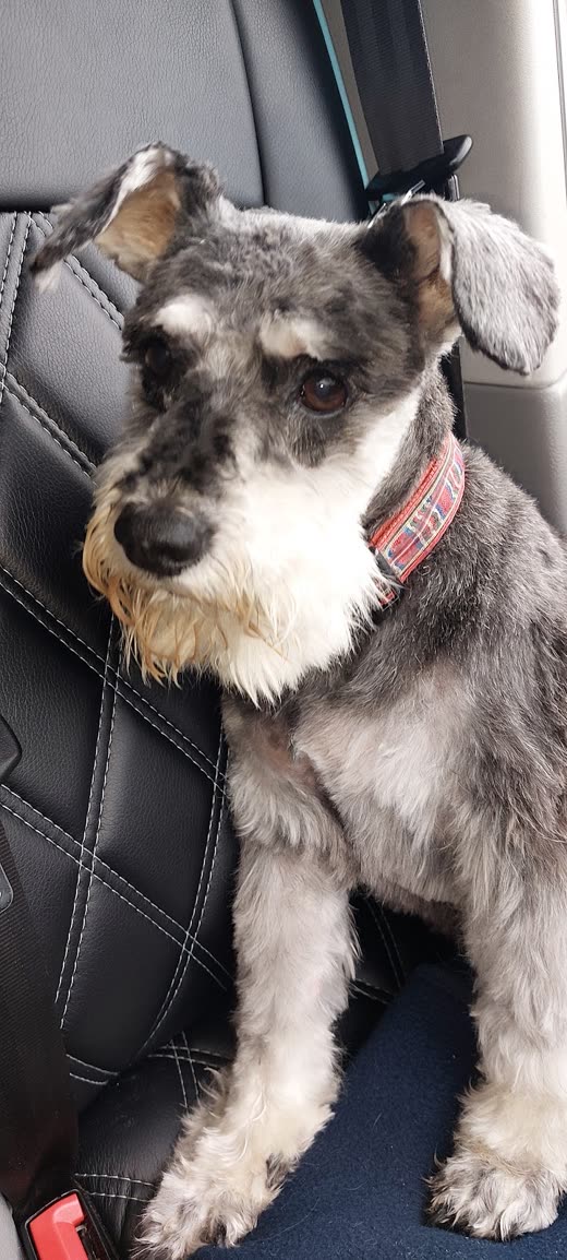 Freshly groomed miniature schnauzer with a neat beard and trimmed eyebrows, wearing a red collar