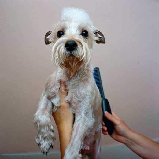 Small dog being bathed in a grooming tub